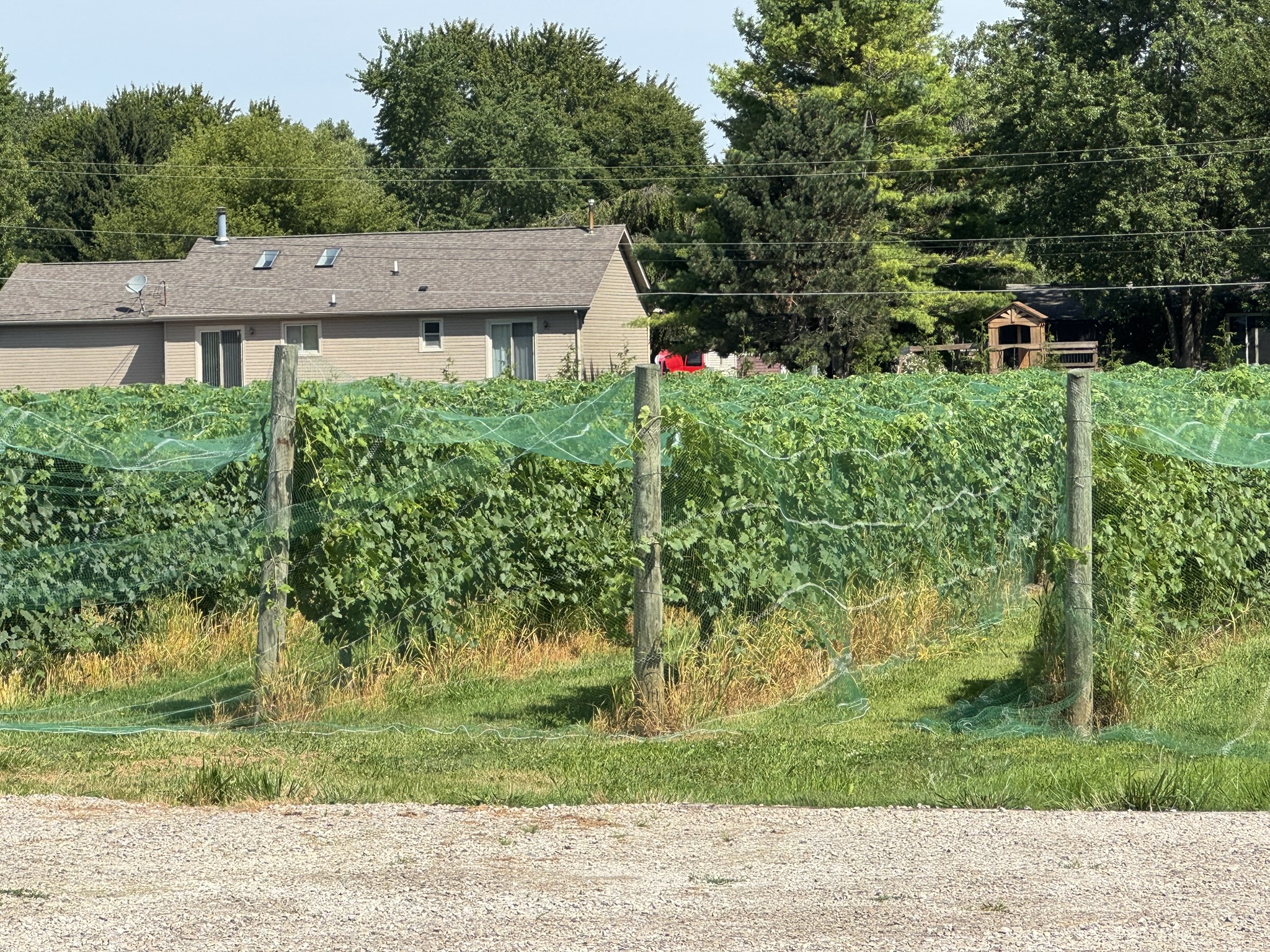 Itasca grapes